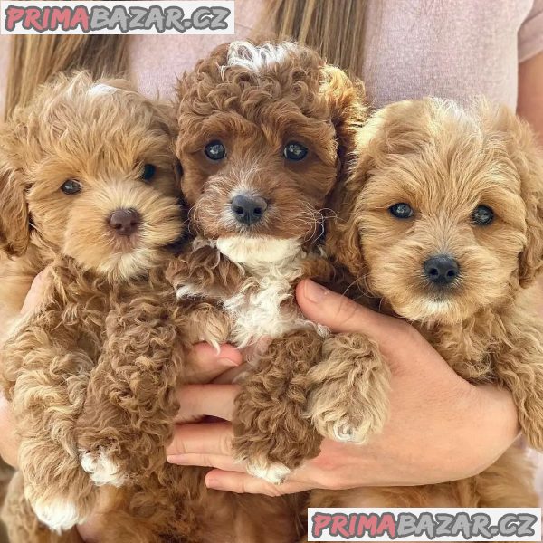 Cavapoo štěňata Štěňata s dobrým zdravím.3f – fotografie 2