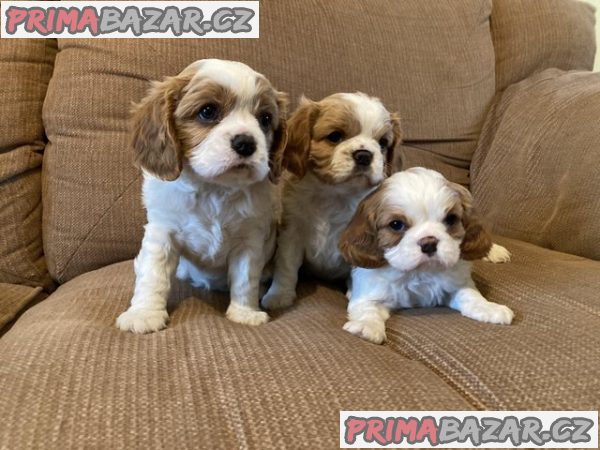 Cavalier king cherlse Štěňata s dobrým zdravím. – fotografie 1