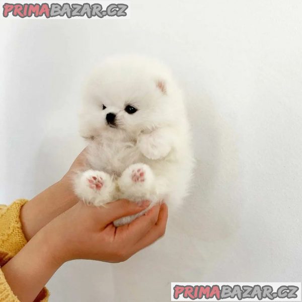 pomeranian Štěňata k adopci. – fotografie 1