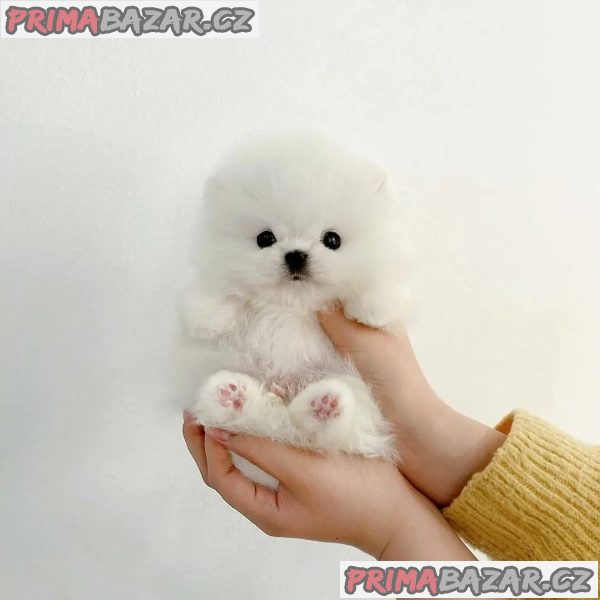 pomeranian Štěňata k adopci. – fotografie 2