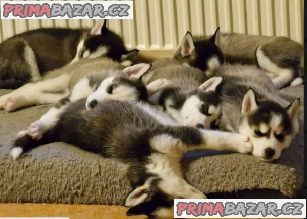 Sibiřský husky – 3 fenky a 3 pejsci s PP k odběru
