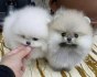 Zdravá štěňata pomeranianů, kteří potřebují nový domov