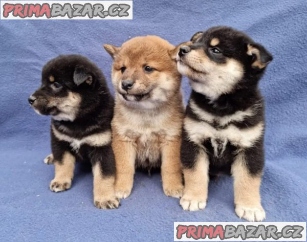 Shiba Inu Černý s pálením