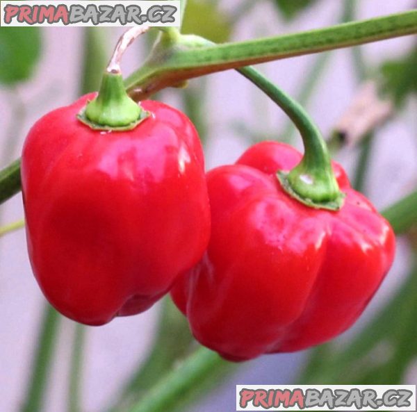 Chilli Habanero Red Caribbean - semena