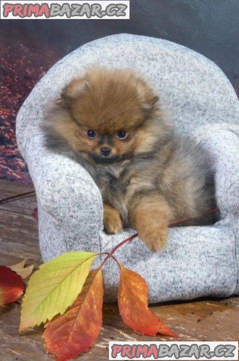 Německý špic trpasličí (Pomeranian) - štěnata s PP