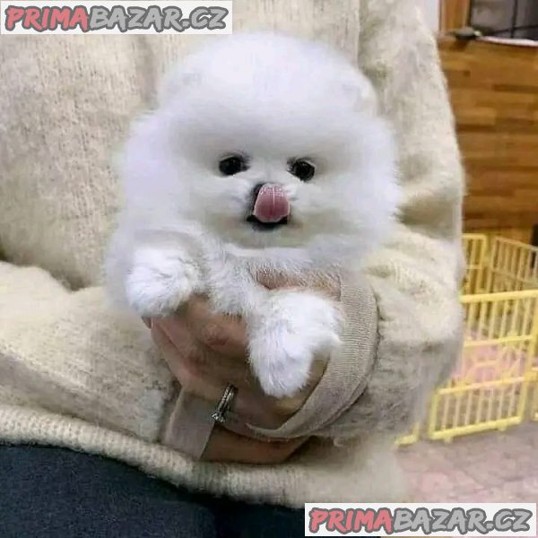 KC pomeranian baby připraveny k rezervaci