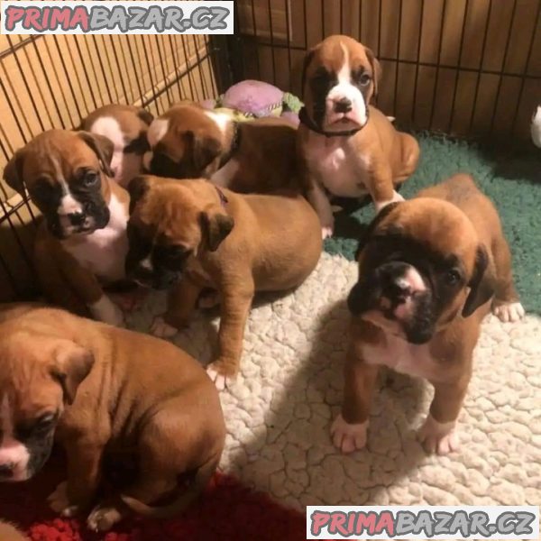 Štěňata boxerů Připravena k odchodu