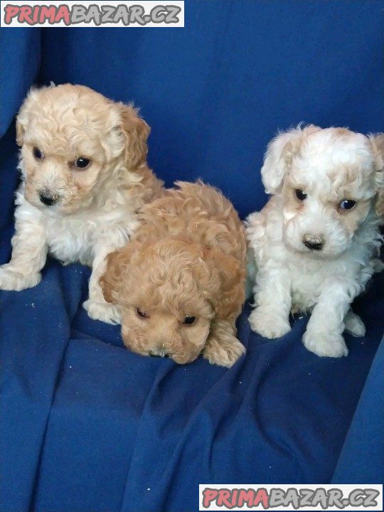 roztomilá štěňátka Maltipoo pro nový domov