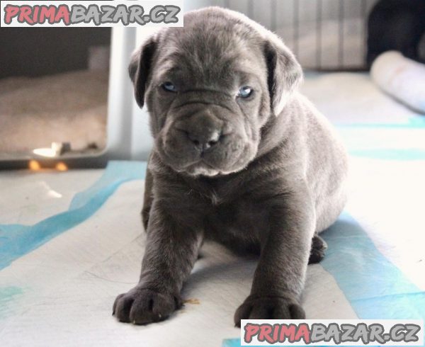 Štěňátka Cane Corso do nového domova