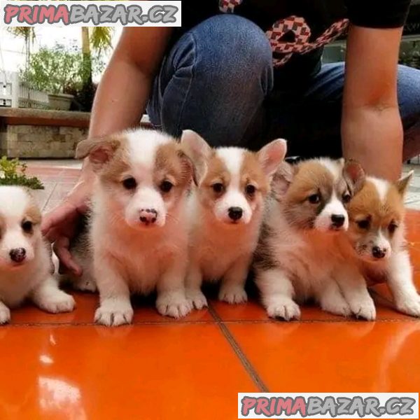 Štěňata Welsh Corgi Pembroke