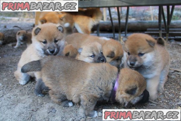 Krásná štěňátka Akita
