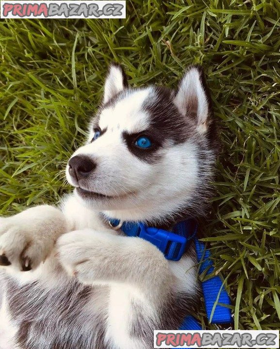 Nabízím štěňata husky
