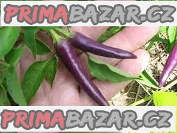 Chilli Cayenne Purple Balení obsahuje 10 semen