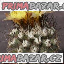 Kaktus Copiapoa vallenarensis Balení obsahuje 20 semen
