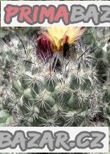 Kaktus Coryphantha durangensis Rodeo Nazas Balení obsahuje 20 semen