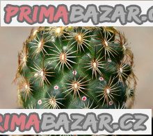 Kaktus Coryphantha echinoidea SB 26 Balení obsahuje 20 semen