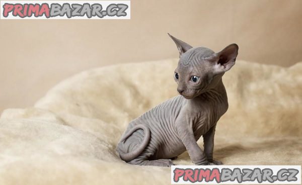 Registrovaná koťata Sphynx – fotografie 1