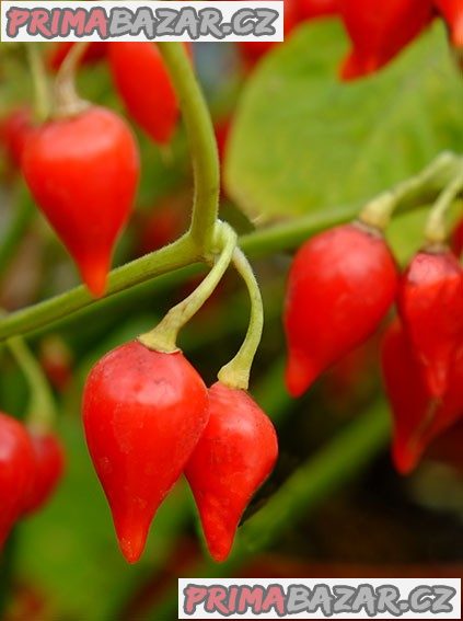 Chilli Chupetinho red Balení obsahuje 10 semen