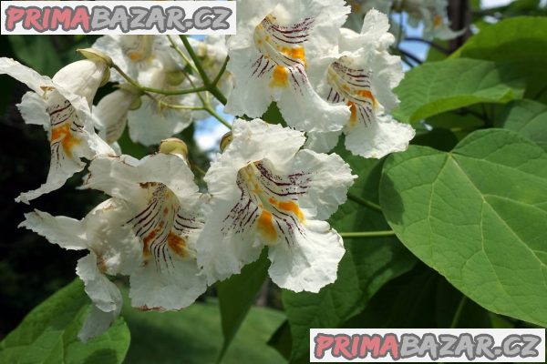 Catalpa speciosa - katalpa nádherná Balení obsahuje 15 dvojitých semen – fotografie 1