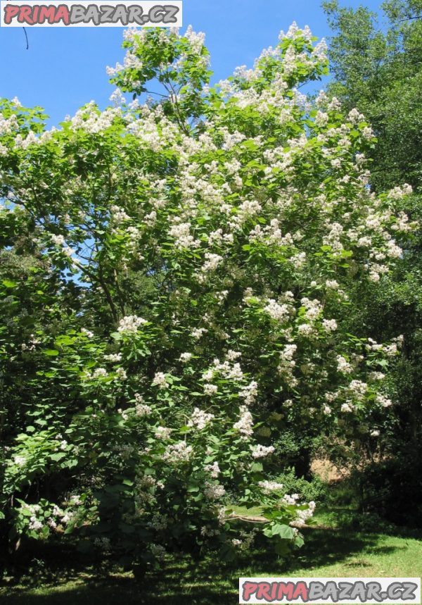 Catalpa speciosa - katalpa nádherná Balení obsahuje 15 dvojitých semen – fotografie 2