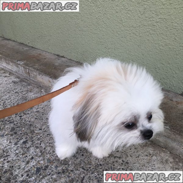 ZDARMA ŠTĚŇÁTKO SHIH TZU k adopci – fotografie 1