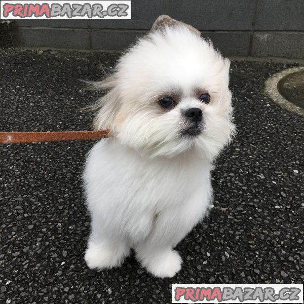 ZDARMA ŠTĚŇÁTKO SHIH TZU k adopci – fotografie 3