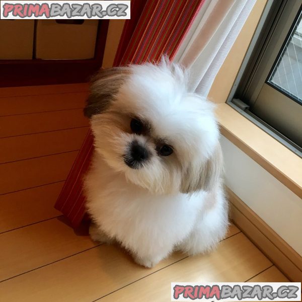 ZDARMA ŠTĚŇÁTKO SHIH TZU k adopci – fotografie 5