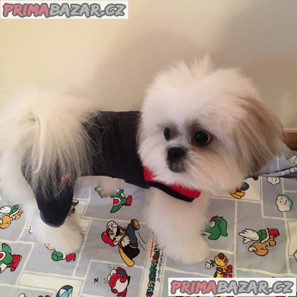 ZDARMA ŠTĚŇÁTKO SHIH TZU k adopci – fotografie 8