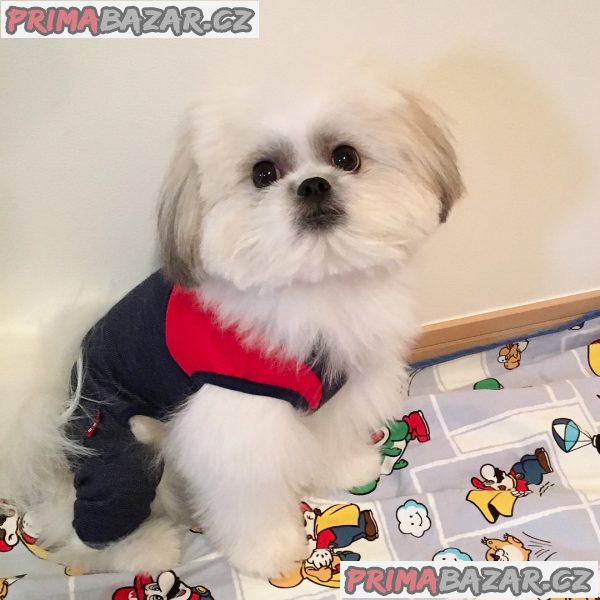 ZDARMA ŠTĚŇÁTKO SHIH TZU k adopci – fotografie 9