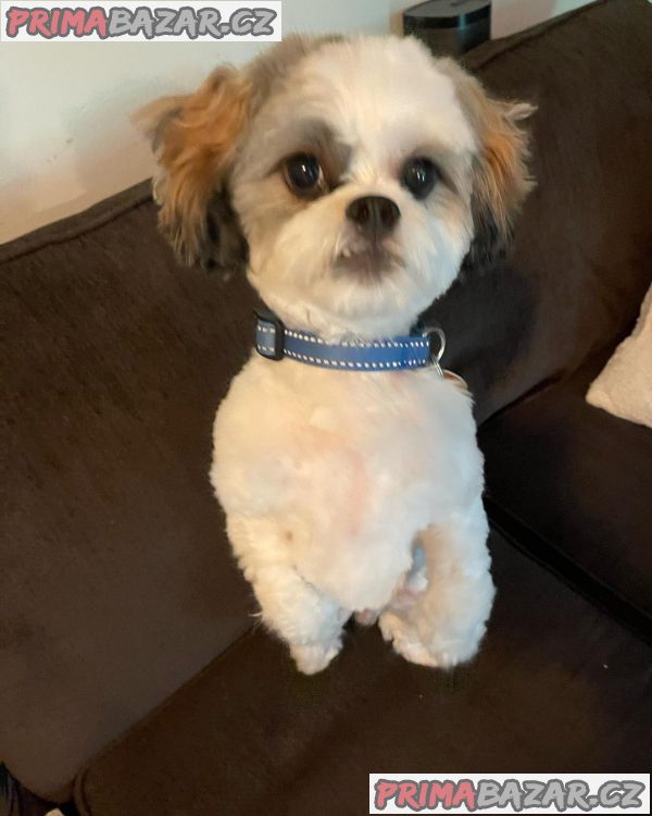 Rozkošné štěně Shih Tzu připravené k adopci – fotografie 4