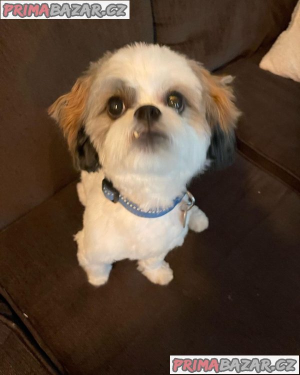 Rozkošné štěně Shih Tzu připravené k adopci – fotografie 5