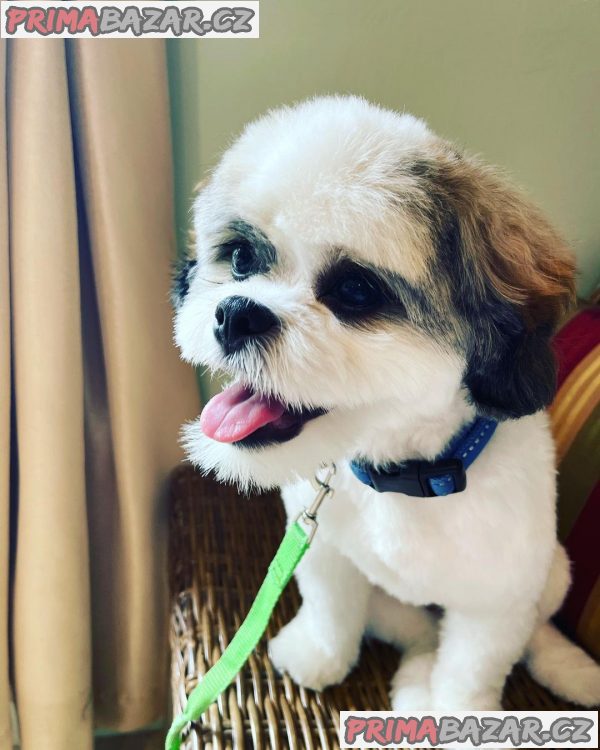 Rozkošné štěně Shih Tzu připravené k adopci – fotografie 6