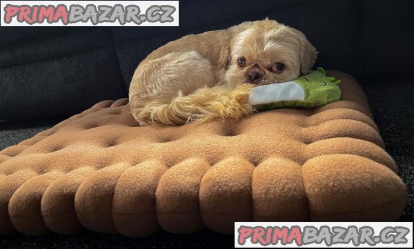 Rozkošné štěně Shih Tzu připravené k adopci – fotografie 2