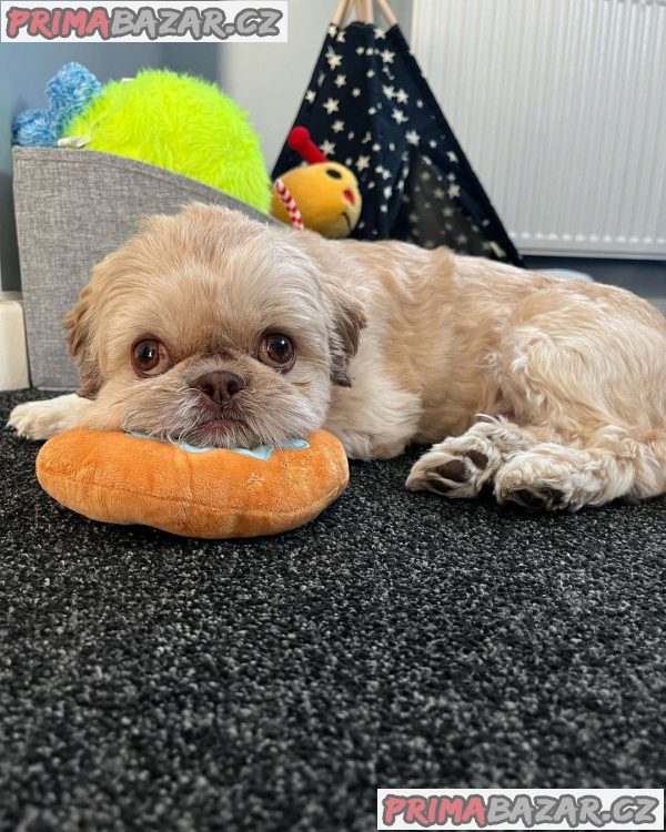 Rozkošné štěně Shih Tzu připravené k adopci – fotografie 3