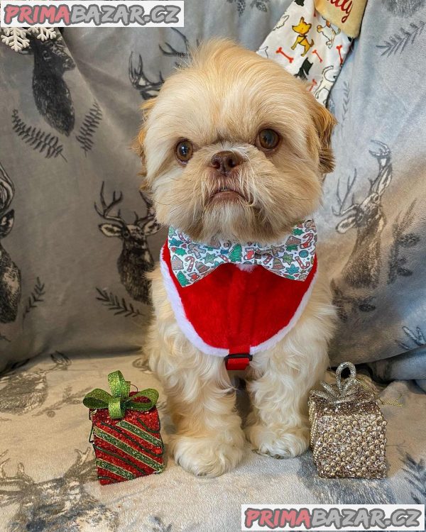 Rozkošné štěně Shih Tzu připravené k adopci – fotografie 4