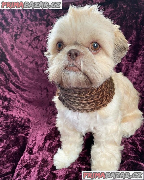 Rozkošné štěně Shih Tzu připravené k adopci – fotografie 5
