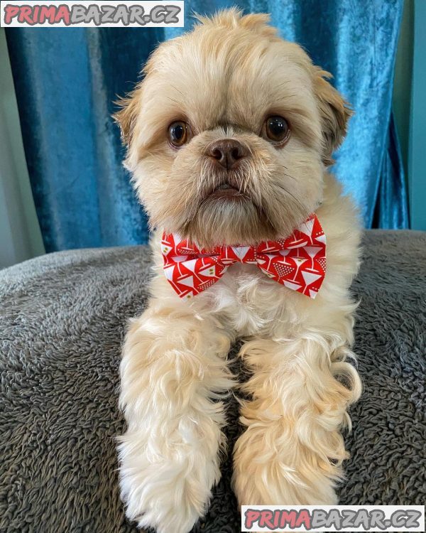 Rozkošné štěně Shih Tzu připravené k adopci – fotografie 6