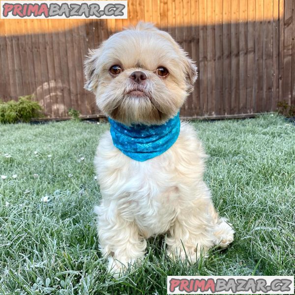 Rozkošné štěně Shih Tzu připravené k adopci – fotografie 7