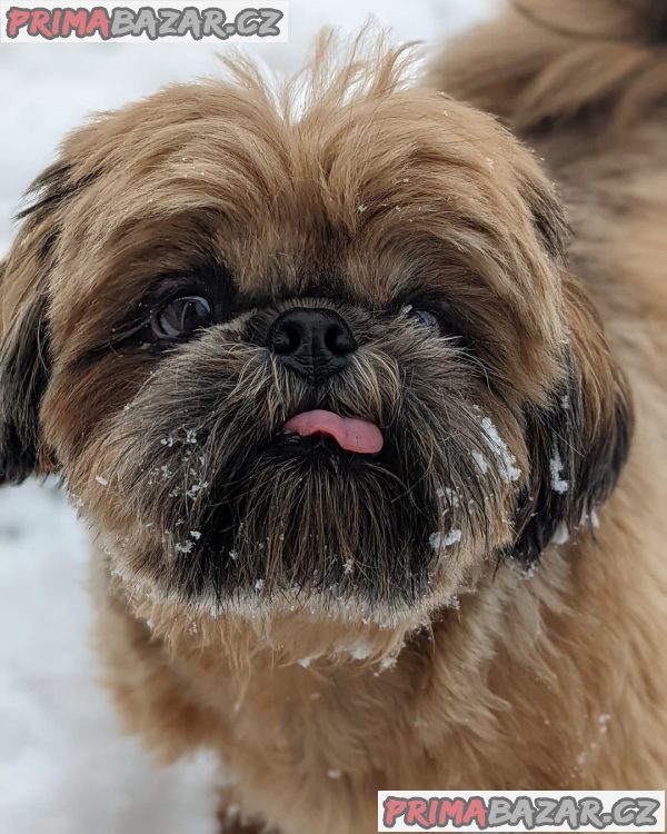 Rozkošné štěně Shih Tzu připravené k adopci – fotografie 2
