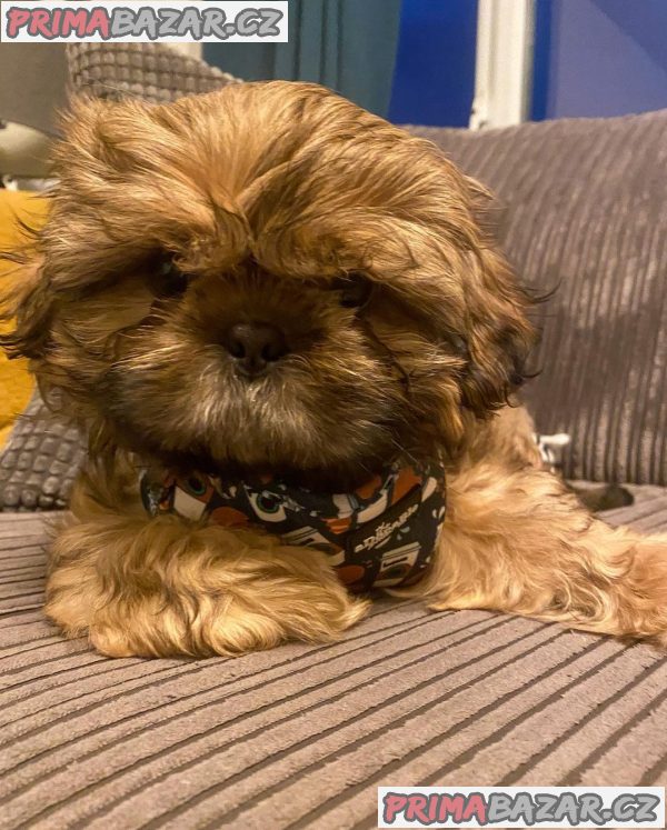 Rozkošné štěně Shih Tzu připravené k adopci – fotografie 1