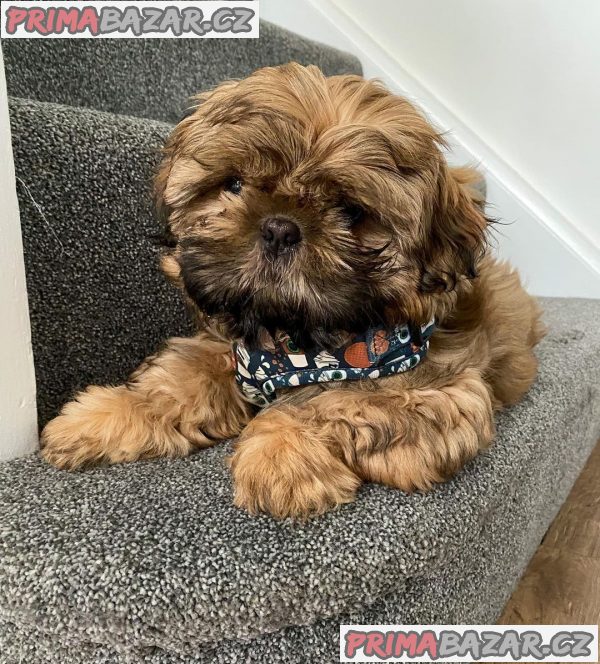 Rozkošné štěně Shih Tzu připravené k adopci – fotografie 3