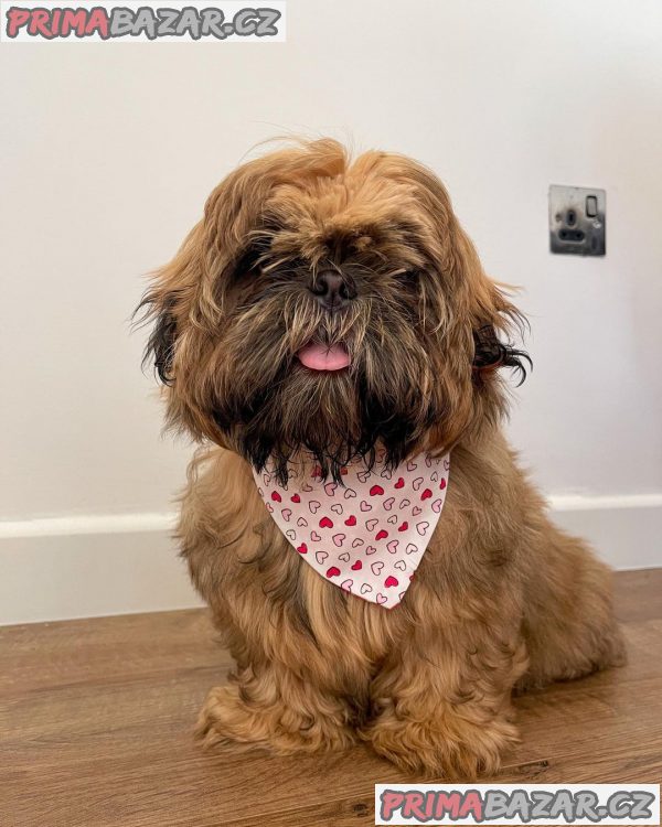 Rozkošné štěně Shih Tzu připravené k adopci – fotografie 5