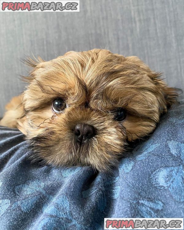 Rozkošné štěně Shih Tzu připravené k adopci – fotografie 6