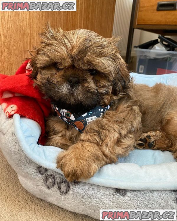 Rozkošné štěně Shih Tzu připravené k adopci – fotografie 7