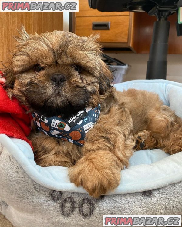 Rozkošné štěně Shih Tzu připravené k adopci – fotografie 8