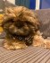 Rozkošné štěně Shih Tzu připravené k adopci