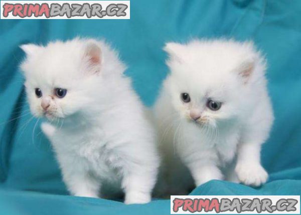 krásná perská koťátka k adopci – fotografie 1