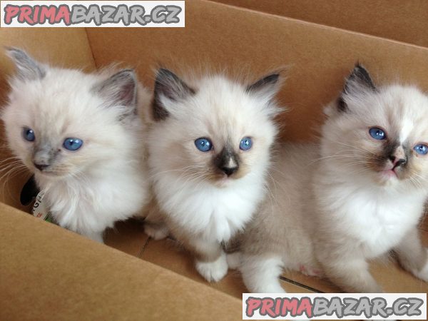ragdoll koťata k adopci – fotografie 1