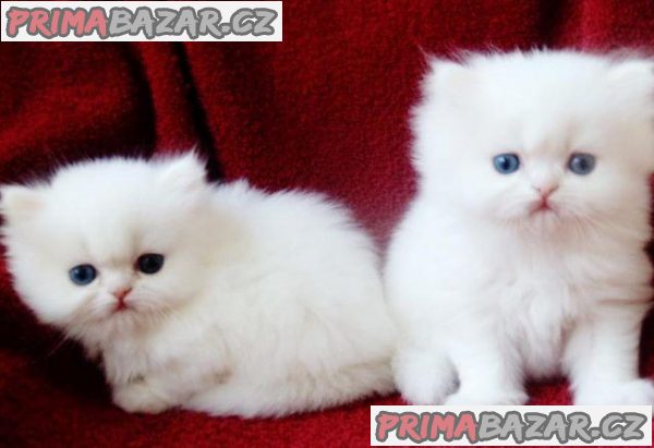 zdravá perská koťata k adopci – fotografie 1