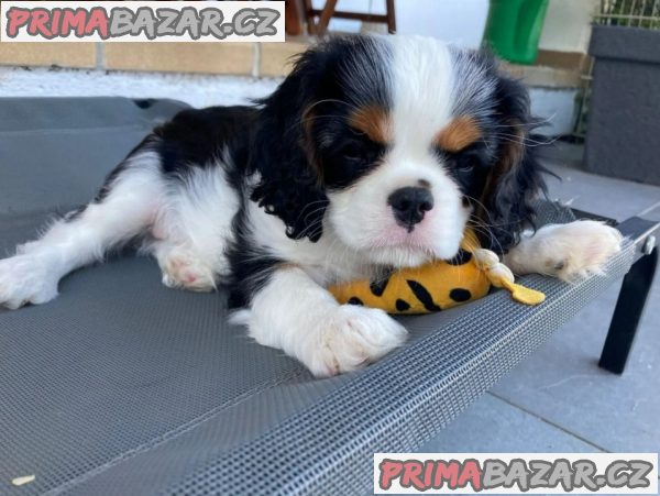 Kavalír king charles španěla štěňata